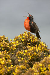 meadowlark